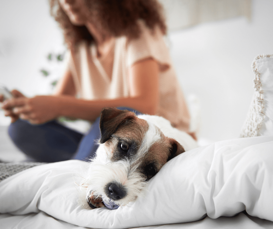 A cute scruffy brown and white dog chewing on a toy atop of a pillow. A person is out of focus behind them, typing on a phone.