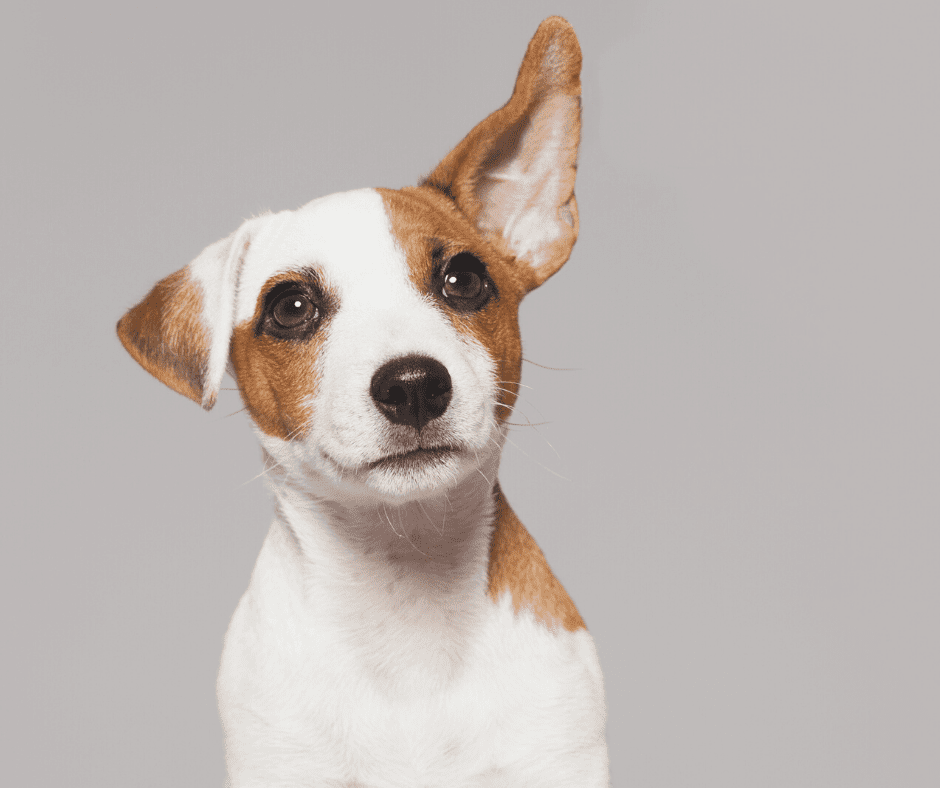 A cut brown and white puppy with one ear lifted up looking at the camera