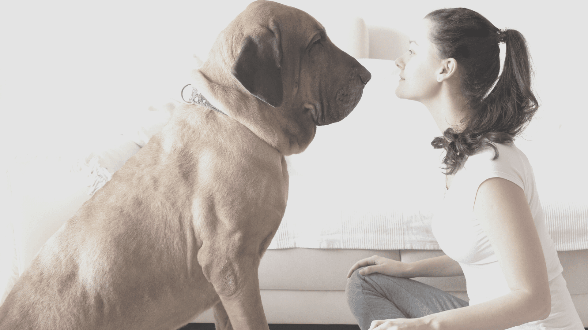 A lage brown dog sitting upright. We are at a profile view, and the dog is looking directly into a person's face, also in profile view. The person has a ponytail and a white shirt and is sitting cross legged across from the dog