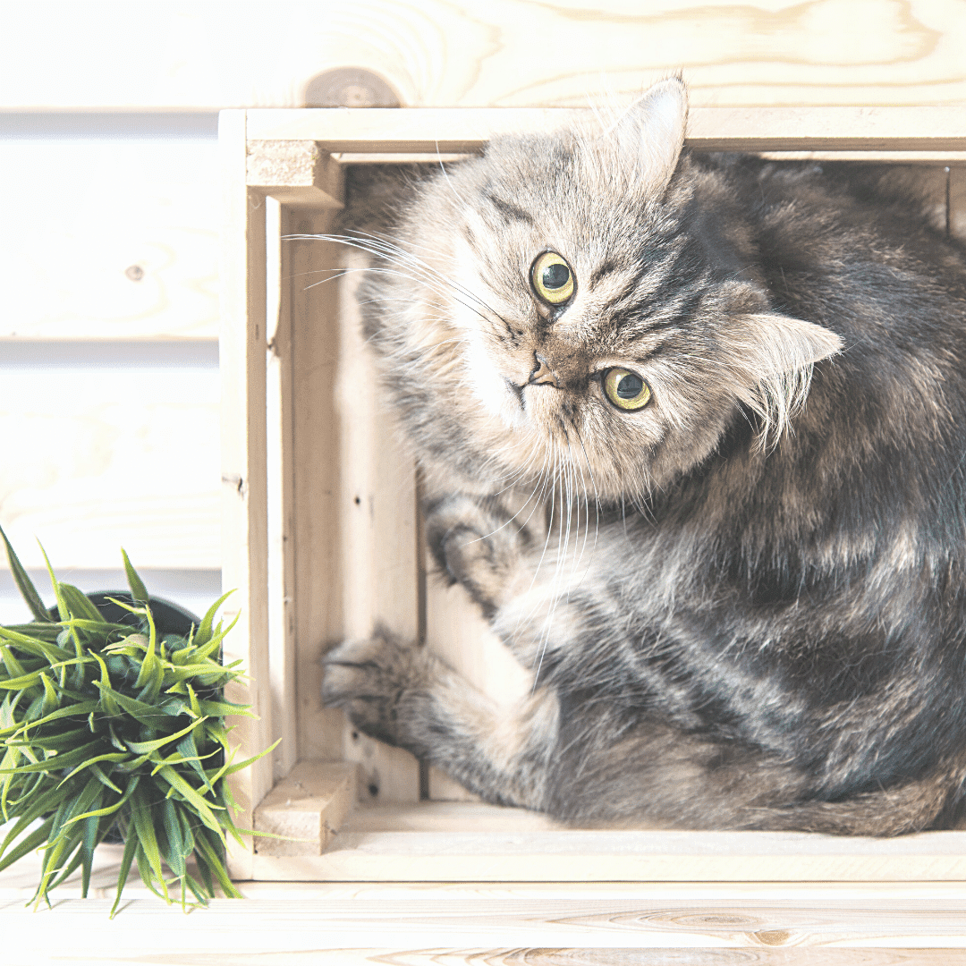 A photo taken over head of a wooden crate with a grey cat with yellow eyes sitting inside, looking up at the camera