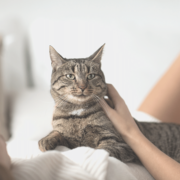 Your Cat’s 5 Essential Emotional Needs To Thrive In Your Home