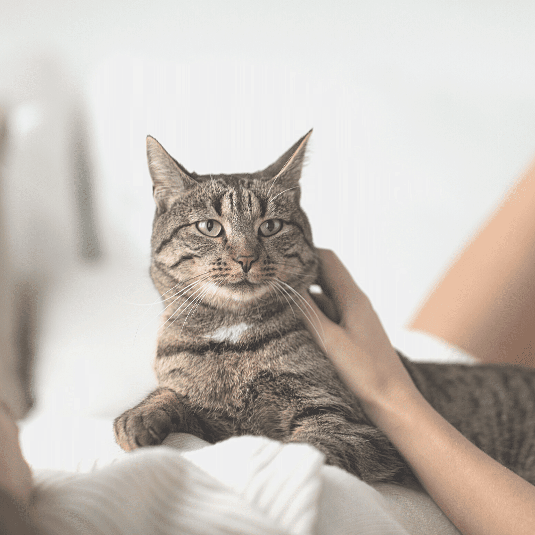 A brown, grey, and black striped cat lounging on the chest of a person. The cat is being gently petted by the right hand of the person