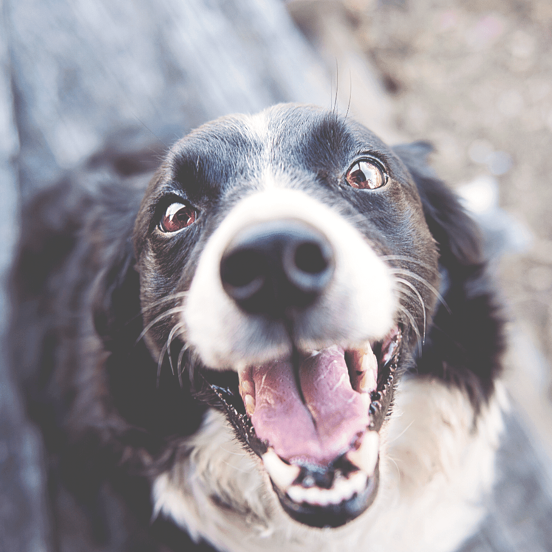 A happy black and white dog with their mouth open looking up at the camera. Only the dog's eyes are in focus