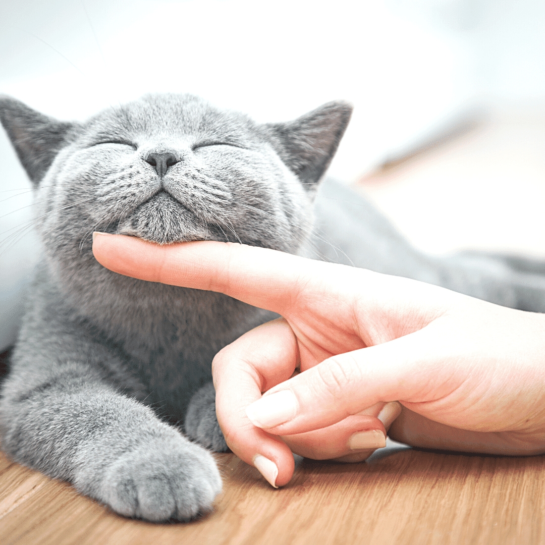 A cute grey cat with eyes closed resting their chin on top of the index finger of a person