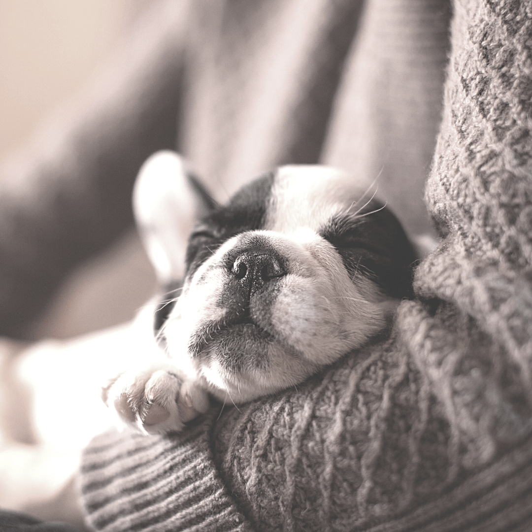 Small black and white dog sleeping with their head and one paw up on the crook of someone's arm