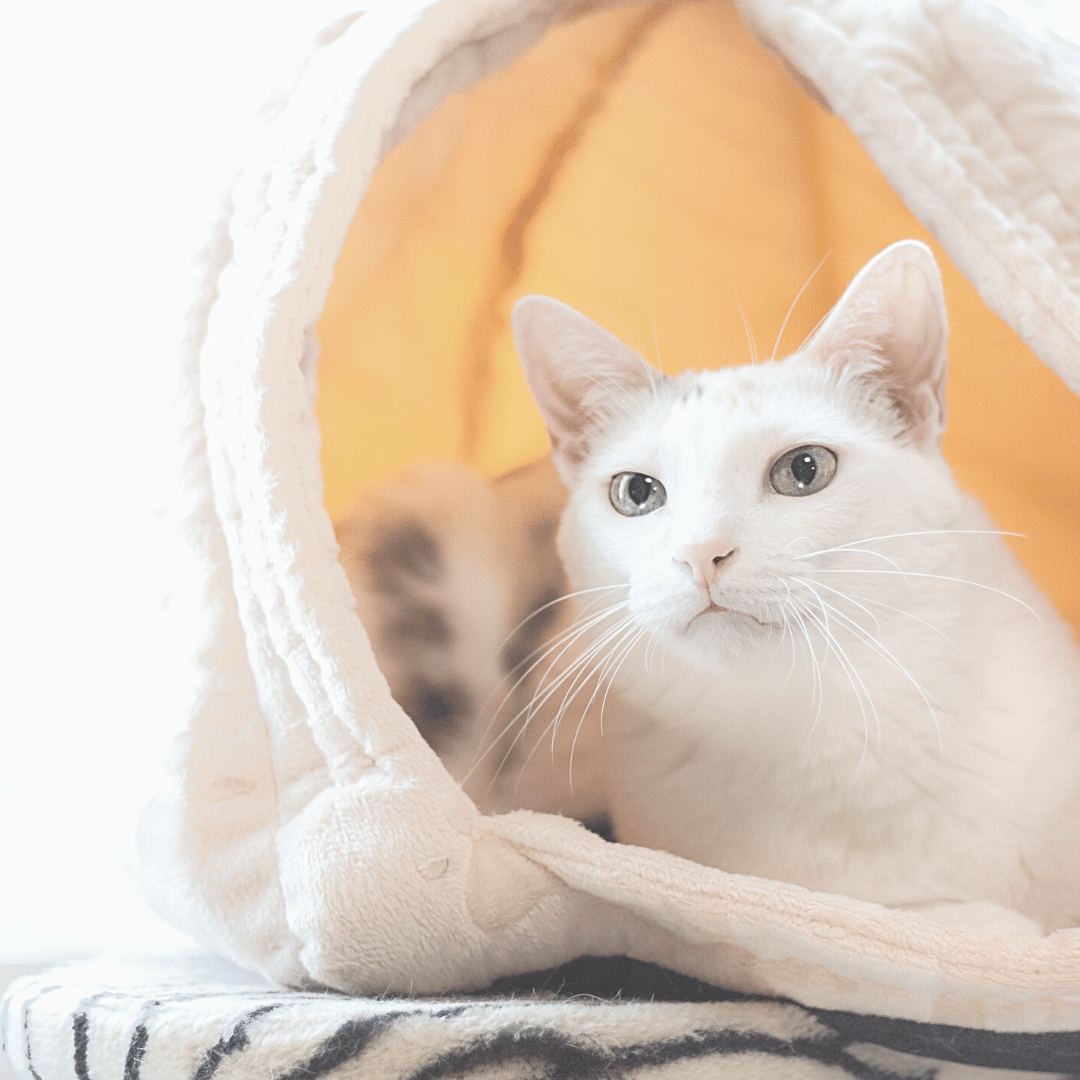 Ways to Keep Your Cat Healthy